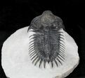 Arched Delocare (Saharops) Trilobite - Great Eyes & Spines #23296-2